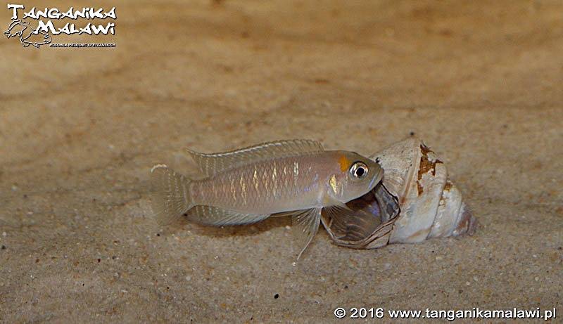 Neolamprologus brevis 'Cape Chaitika'